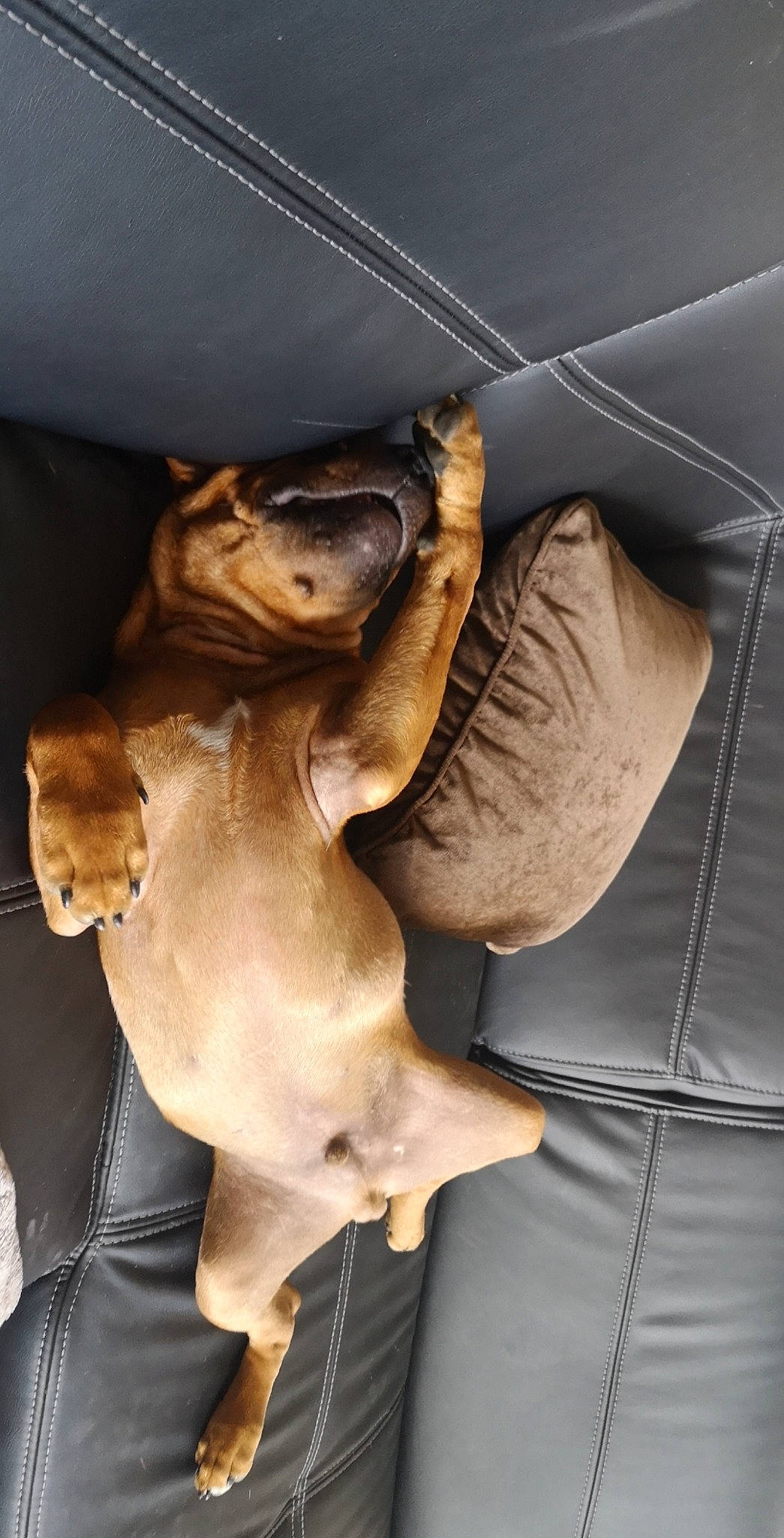 Panzer a rejoint le concours — aidez-le/la à gagner de superbes lots ! canidae, carnivore, dog, dog_breed, fawn, non_sporting_group, puppy, snout, sporting_group