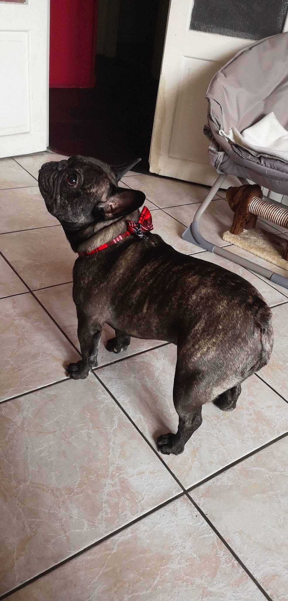 Wakan a rejoint le concours — aidez-le/la à gagner de superbes lots ! canidae, carnivore, companion_dog, dog, dog_breed, dog_collar, fawn, floor, french_bulldog, mammal, non_sporting_group, pug, snout, sporting_group, toy_dog