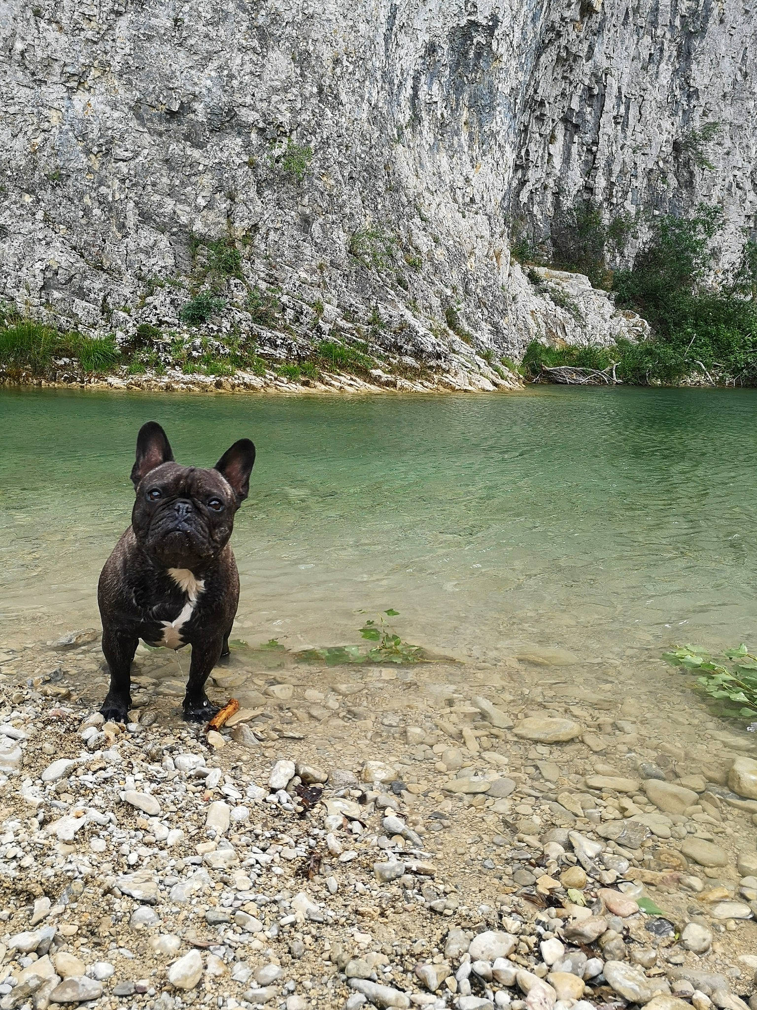 Wakan participe au concours pour gagner de l'argent avec cette photo : adventure, bank, bulldog, canidae, carnivore, dog, dog_breed, fawn, french_bulldog, lake, non_sporting_group, river, rock, walking, water_resources