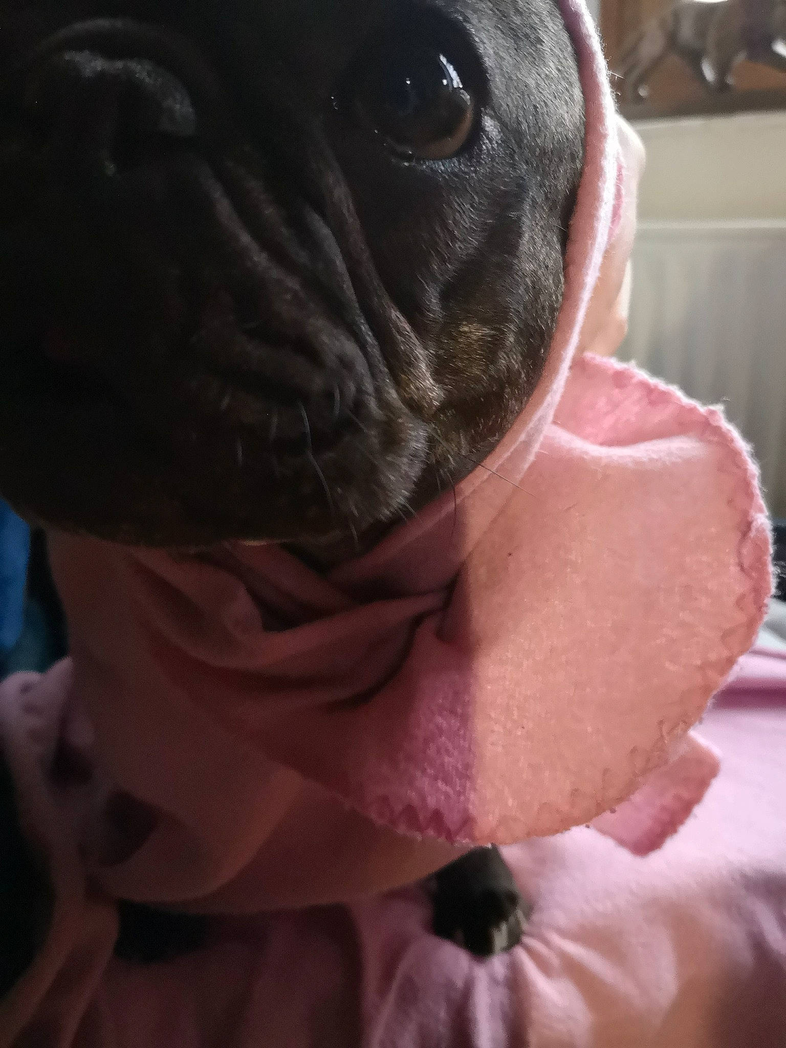 Wakan a rejoint le concours — aidez-le/la à gagner de superbes lots ! boston_terrier, canidae, carnivore, companion_dog, dog, dog_breed, fawn, french_bulldog, non_sporting_group, pug, puppy, skin, snout, wrinkle