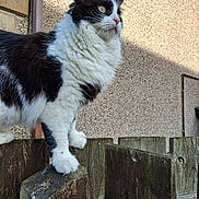 Mango joined the competition — help win amazing prizes! backyard, black_and_white, cat, closeup, curious, domestic_cat, feline, fur, green_eyes, long_hair, outdoor, paws, perched, pet, portrait, standing, sunlight, wall_texture, whiskers, wooden_fence