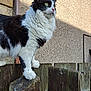 backyard, black_and_white, cat, closeup, curious, domestic_cat, feline, fur, green_eyes, long_hair, outdoor, paws, perched, pet, portrait, standing, sunlight, wall_texture, whiskers, wooden_fence