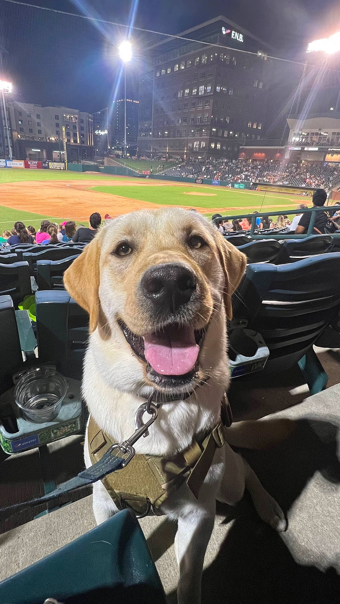 Bunker joined the competition — help win amazing prizes! carnivore, collar, companion_dog, crowd, dog, dog_breed, dog_collar, dog_supply, fan, fashion_accessory, fawn, grass, leash, pet_supply, selfie, sky, snout, sport_venue, sporting_group, stadium