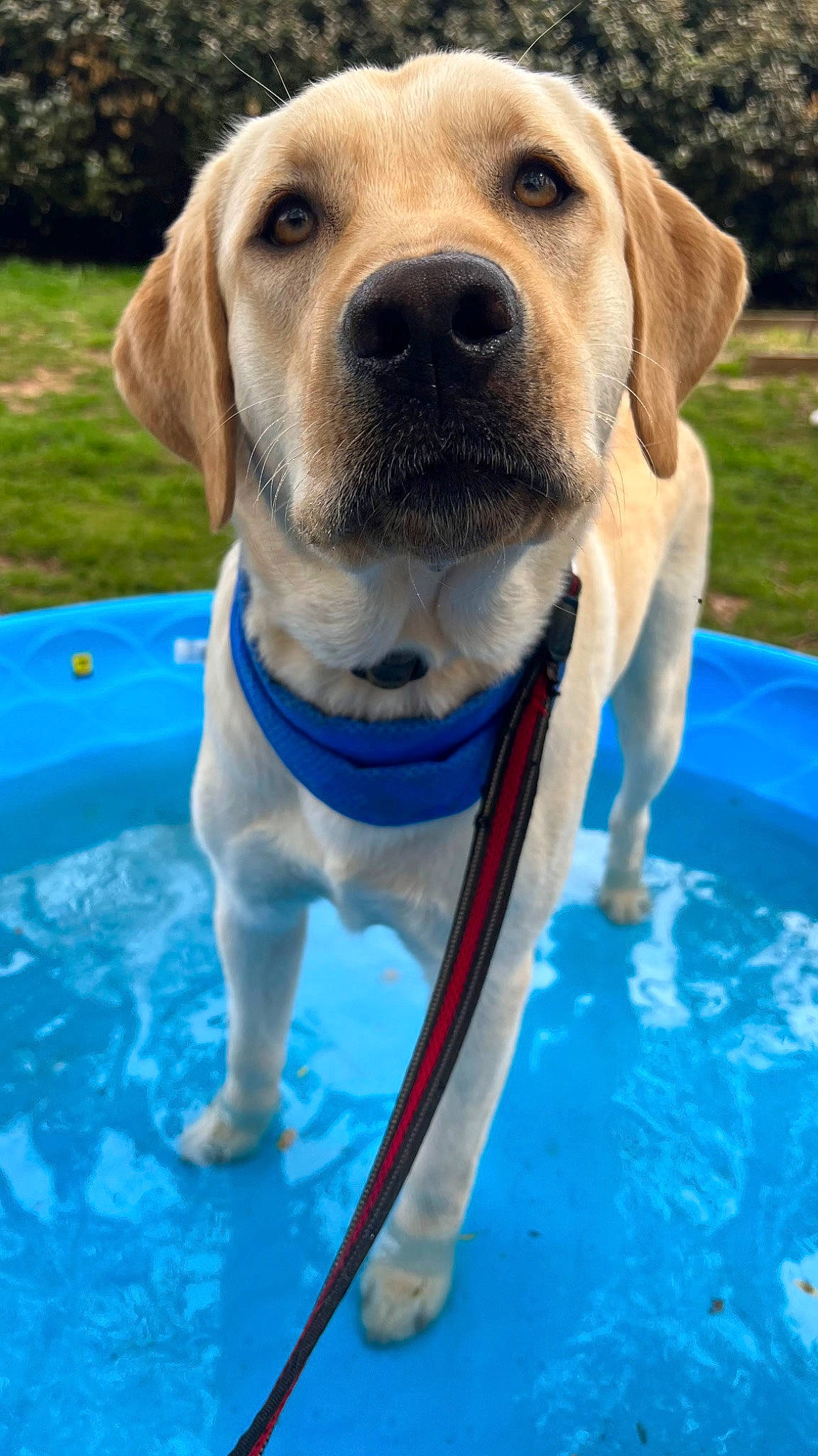 Bunker is registered to the contest to win money with this photo: blue, canidae, carnivore, collar, companion_dog, dog, dog_breed, dog_collar, dog_supply, electric_blue, fawn, leisure, pet_supply, plant, snout, sporting_group, swimming_pool, water, whiskers, working_animal