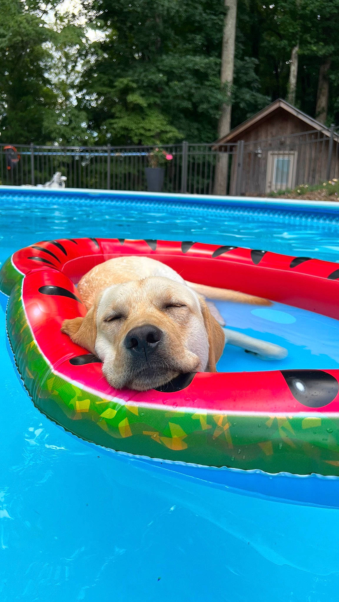 Bunker is registered to the contest to win money with this photo: ball, blue, canidae, carnivore, companion_dog, dog, dog_breed, dog_supply, fun, grass, leisure, pet_supply, recreation, snout, sporting_group, swimming_pool, tree, vacation, water, working_animal