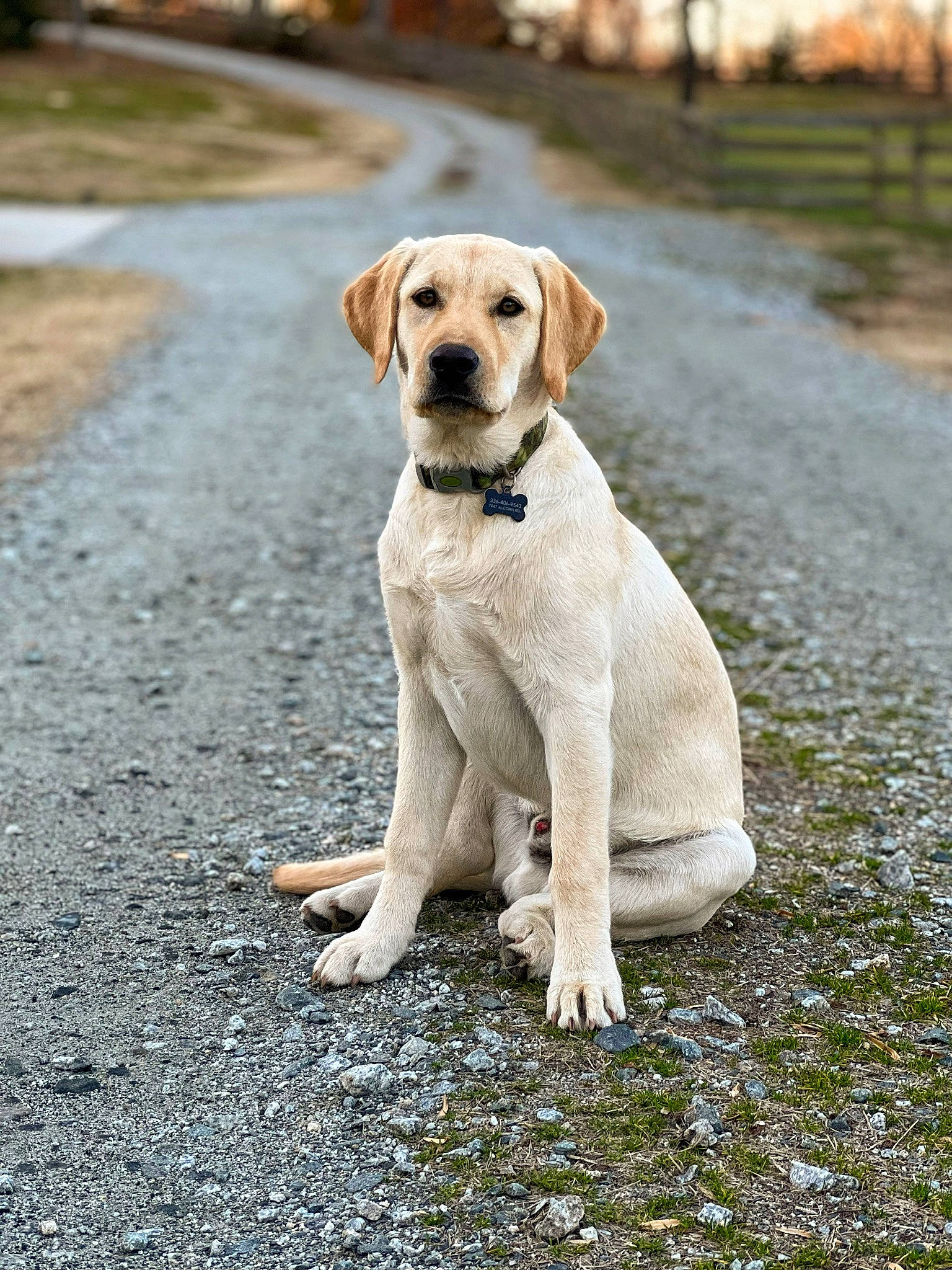 Bunker is registered to the contest to win money with this photo: adventure, asphalt, canidae, carnivore, collar, companion_dog, dog, dog_breed, dog_collar, fawn, grass, gun_dog, labrador_retriever, pet_supply, road_surface, snout, soil, sporting_group, tail, wood