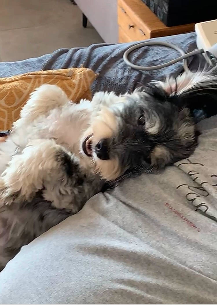 Folly a rejoint le concours — aidez-le/la à gagner de superbes lots ! canidae, carnivore, comfort, companion_dog, dog, dog_breed, dog_supply, duvet, fawn, felidae, fur, linens, liver, small_terrier, sporting_group, tail, terrier, toy_dog, whiskers, working_animal