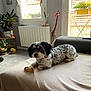artwork, basket, blanket, bone, couch, cozy, decor, dog, floor, flower_pot, furniture, giraffe_statue, indoor, living_room, pet, plant, radiator, sunlight, table, window