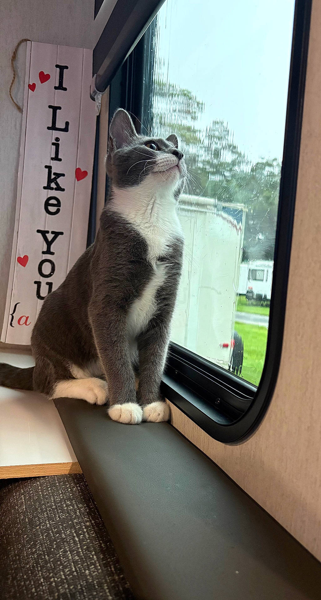 Goober joined the competition — help win amazing prizes! animal, cat, cozy, curious, cushion, daylight, domestic_cat, feline, gray_cat, hearts, indoor, looking_out, pet, resting, side_view, sign, text, white_paws, window, windowsill