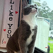 Goober joined the competition — help win amazing prizes! animal, cat, cute, daylight, ears, fur, gray_and_white, gray_cat, heart_decoration, home, indoor, looking_outside, pet, portrait, sitting, whiskers, white_paws, window, windowsill, wooden_sign