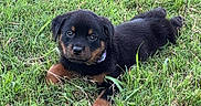 Remi Hayes is registered to the contest to win money with this photo: adorable, animal, canine, collar, cute, dog, field, fur, grass, green, looking, lying_down, mammal, nature, outdoor, pet, playful, puppy, rottweiler, young