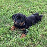 adorable, animal, canine, collar, cute, dog, field, fur, grass, green, looking, lying_down, mammal, nature, outdoor, pet, playful, puppy, rottweiler, young
