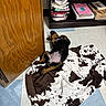Remi Hayes joined the competition — help win amazing prizes! animal, black, blanket, brown, cozy, cute, dog, floor, fur, indoor, papers, pet, puppy, resting, shelf, sleeping, small_dog, tile_floor, white, wooden_cabinet