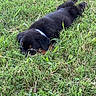 Remi Hayes joined the competition — help win amazing prizes! adorable, animal, black_fur, canine, collar, cute, dog, fur, grass, green, lying_down, nature, outdoor, pet, playful, puppy, resting, sleeping, summer, young_animal
