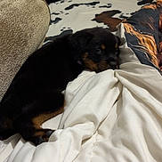 Remi Hayes joined the competition — help win amazing prizes! animal, bed, black, blanket, brown, comfort, cozy, cushion, cute, dog, furniture, indoor, lying_down, pet, puppy, resting, rottweiler, sleepy, small, soft