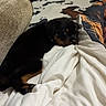 animal, bed, black, blanket, brown, comfort, cozy, cushion, cute, dog, furniture, indoor, lying_down, pet, puppy, resting, rottweiler, sleepy, small, soft