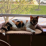 Kali is registered to the contest to win money with this photo: cat, calico, window, perch, screen, tree, greenery, outdoor, indoor, relaxed, pet, feline, animal, sunlight, resting, domestic, household, nature, daytime, couch