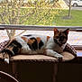 cat, calico, window, perch, screen, tree, greenery, outdoor, indoor, relaxed, pet, feline, animal, sunlight, resting, domestic, household, nature, daytime, couch
