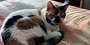 Kali is registered to the contest to win money with this photo: cat, calico, pet, animal, indoor, bed, blanket, feline, fur, resting, curled_up, tail, ear, whiskers, domestic_animal, cozy, home, furniture, television, curtains