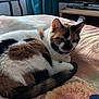 cat, calico, pet, animal, indoor, bed, blanket, feline, fur, resting, curled_up, tail, ear, whiskers, domestic_animal, cozy, home, furniture, television, curtains