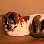 Kali joined the competition — help win amazing prizes! cat, calico, pet, animal, feline, collar, bells, resting, brown, white, orange, fur, indoor, comfortable, cute, closeup, relaxed, soft, surface, portrait