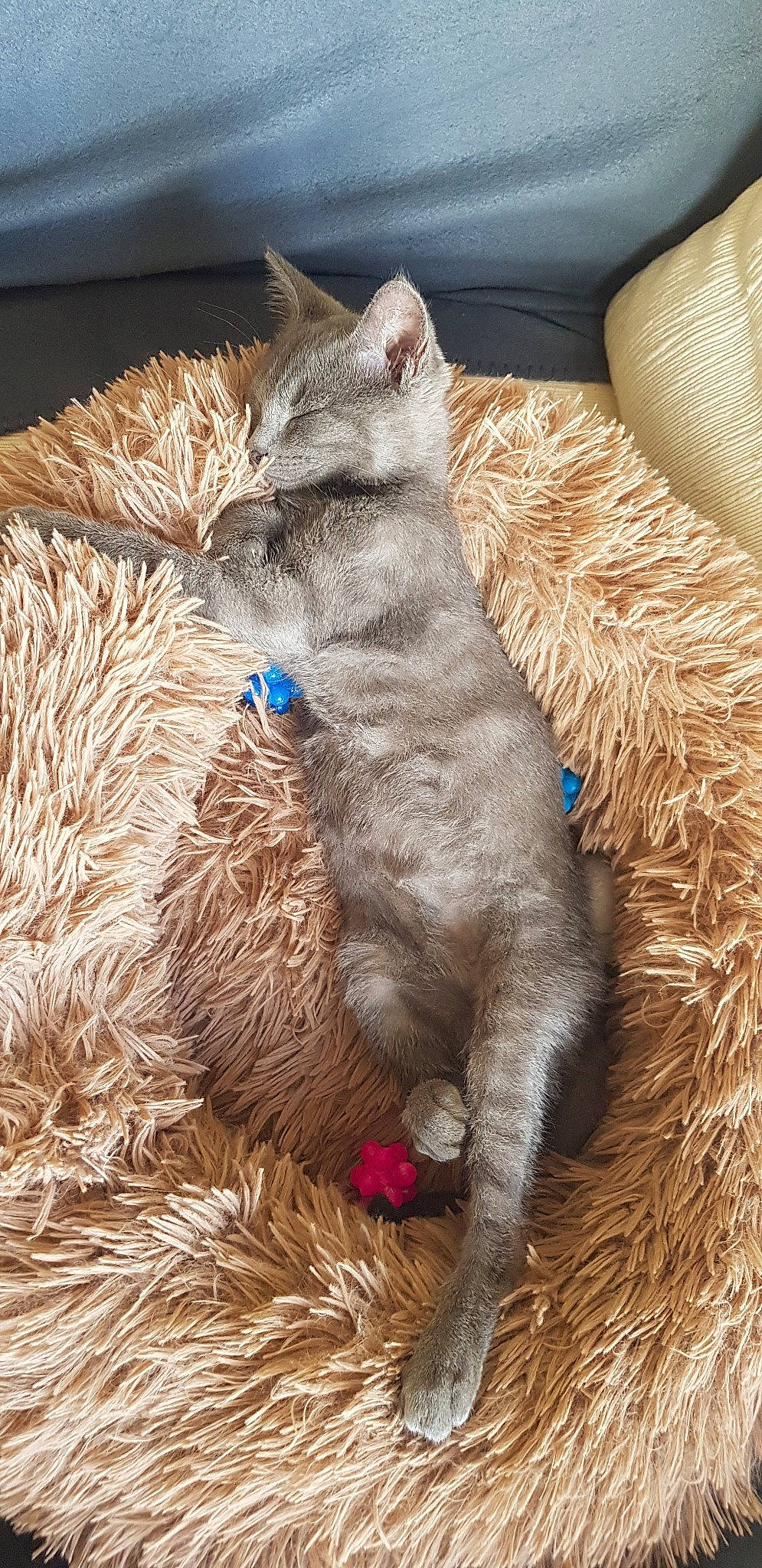 Victor a rejoint le concours — aidez-le/la à gagner de superbes lots ! art, carnivore, cat, claw, comfort, domestic_short_haired_cat, electric_blue, fawn, felidae, fur, nap, natural_material, paw, russian_blue, sleep, small_to_medium_sized_cats, snout, tail, terrestrial_animal, whiskers