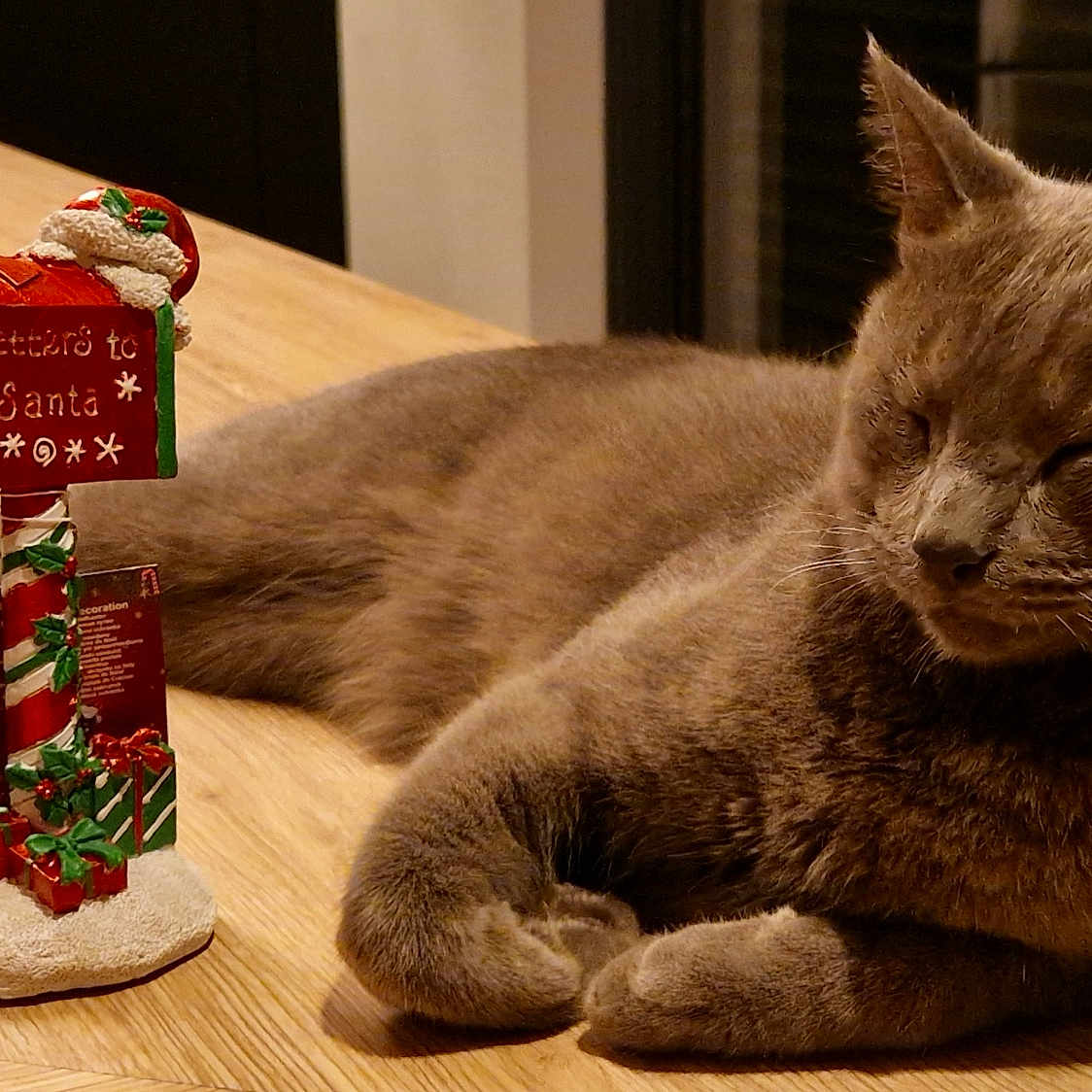 Victor a rejoint le concours — aidez-le/la à gagner de superbes lots ! abyssinian, animal, box, cat, christmas, christmasdecorations, clothing, couch, festival, food, furniture, gift, hardwood, hosiery, kitten, manx, pet, plywood, sweets, wood