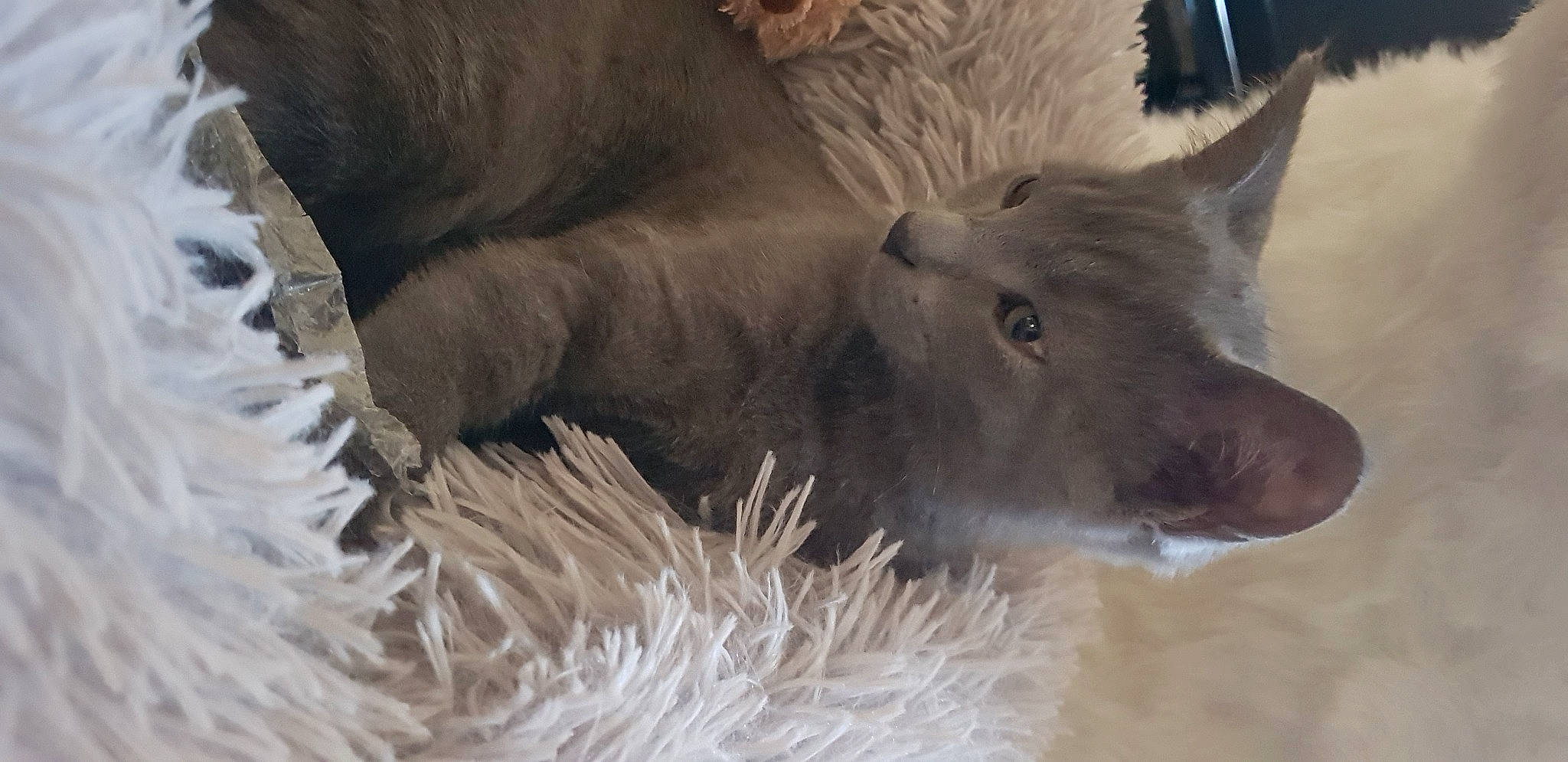 Victor a rejoint le concours — aidez-le/la à gagner de superbes lots ! canidae, canis, carnivore, close_up, dog, dog_breed, fawn, felidae, fox, fur, pack_animal, small_to_medium_sized_cats, sporting_group, terrestrial_animal, whiskers, wildlife, winter, wolf, working_animal