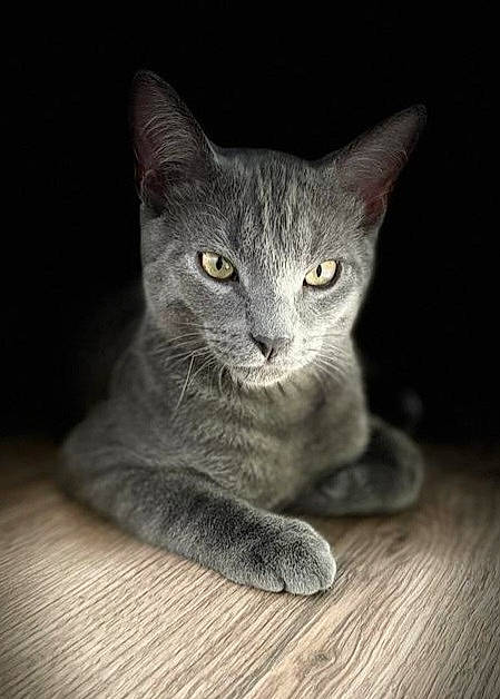 Victor a rejoint le concours — aidez-le/la à gagner de superbes lots ! carnivore, cat, cat_toy, claw, domestic_short_haired_cat, felidae, fur, grey, hardwood, paw, russian_blue, small_to_medium_sized_cats, snout, tail, terrestrial_animal, whiskers, wood