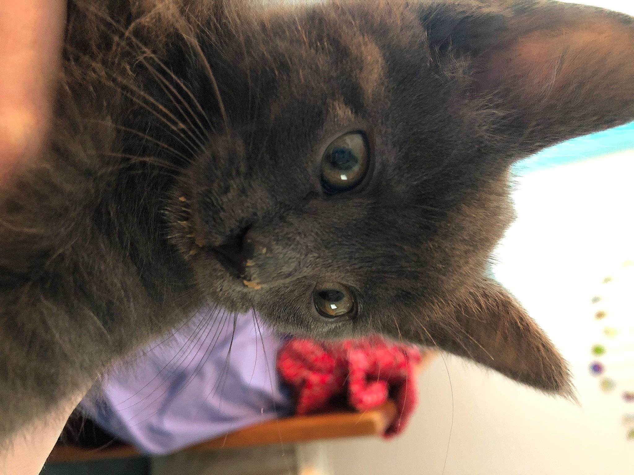 Bellamy is registered to the contest to win money with this photo: black_cat, carnivore, cat, felidae, korat, nebelung, russian_blue, small_to_medium_sized_cats, snout, whiskers