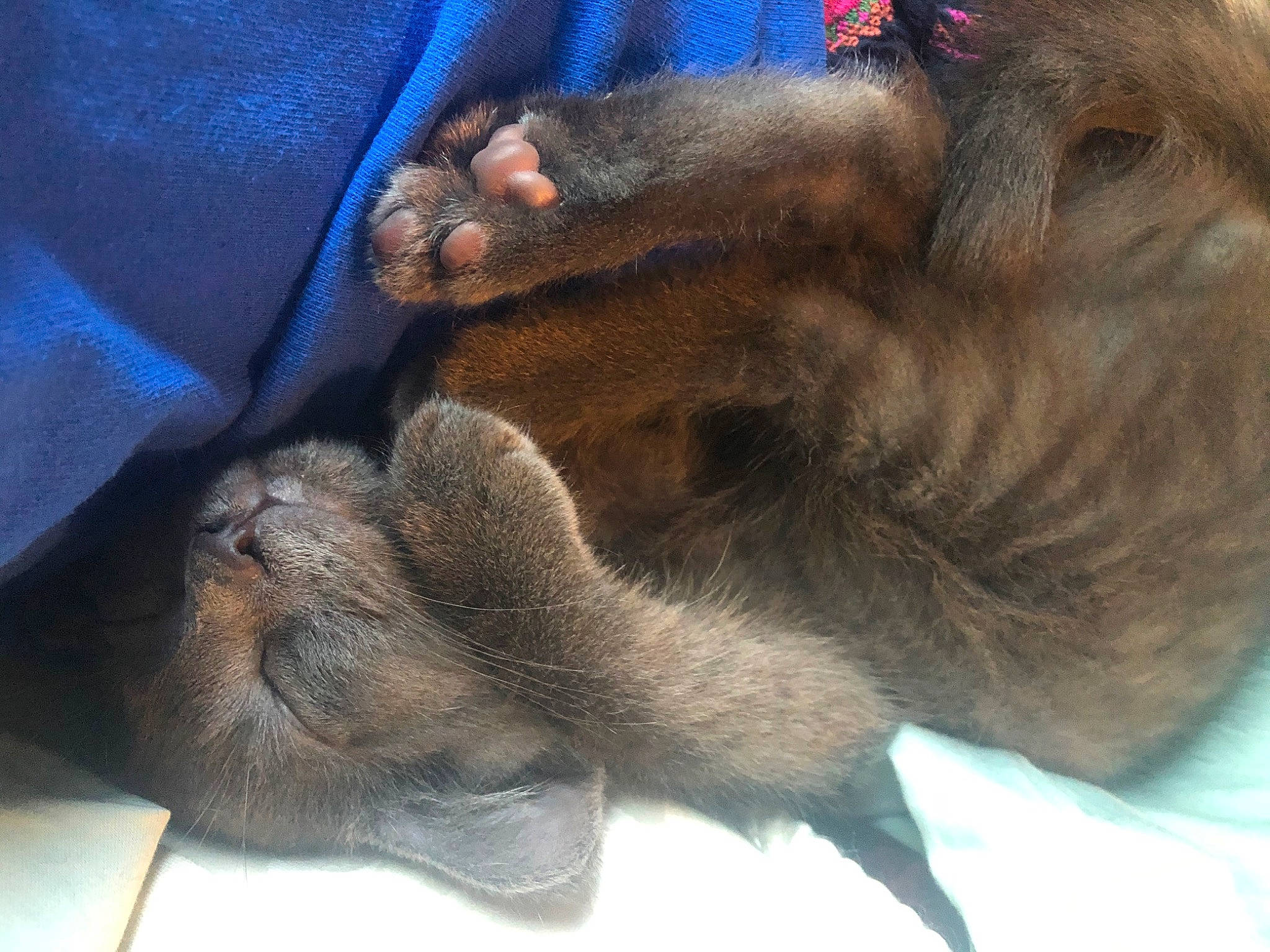 Bellamy is registered to the contest to win money with this photo: border_terrier, canidae, carnivore, dog, dog_breed, ear, fawn, paw, puppy, snout