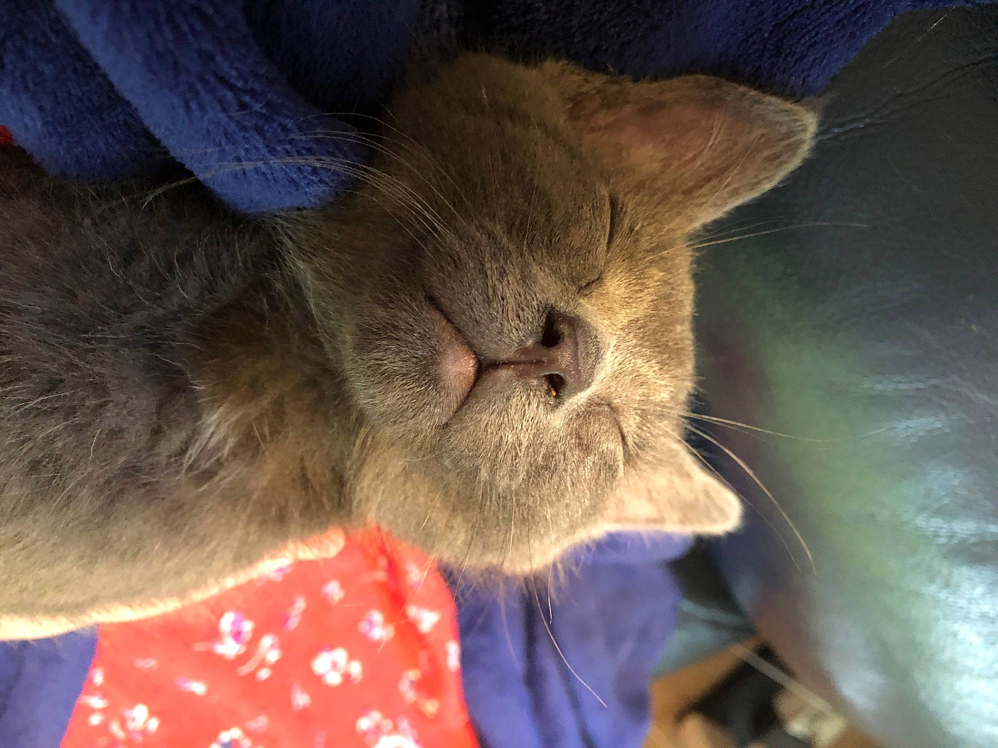 Bellamy is registered to the contest to win money with this photo: burmese, carnivore, cat, chartreux, domestic_short_haired_cat, fawn, felidae, korat, mammal, nebelung, russian_blue, small_to_medium_sized_cats, snout, whiskers