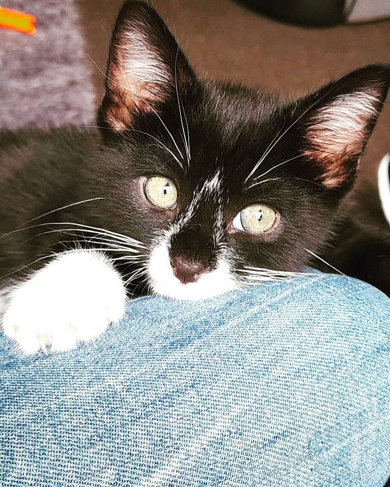 Luca is registered to the contest to win money with this photo: black_cat, carnivore, cat, claw, comfort, domestic_short_haired_cat, ear, electric_blue, eye, felidae, fur, hair, head, human_body, nap, paw, small_to_medium_sized_cats, snout, tail, whiskers