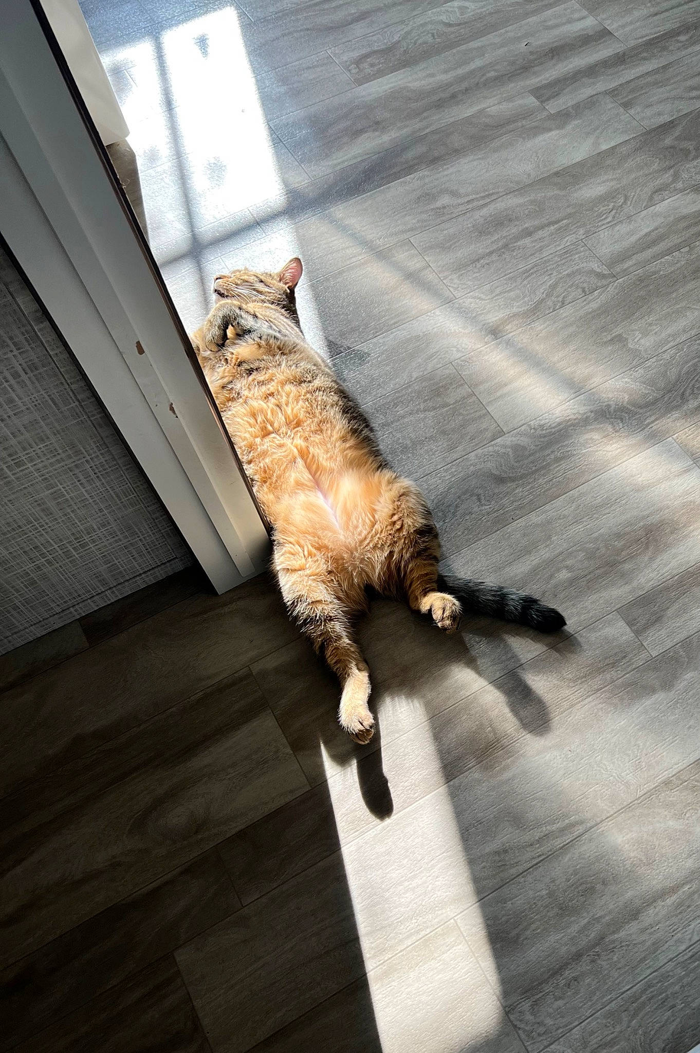 Ralphie joined the competition — help win amazing prizes! carnivore, cat, claw, comfort, domestic_short_haired_cat, fawn, felidae, floor, flooring, fur, hardwood, paw, plant, room, shadow, small_to_medium_sized_cats, tail, tints_and_shades, whiskers, wood