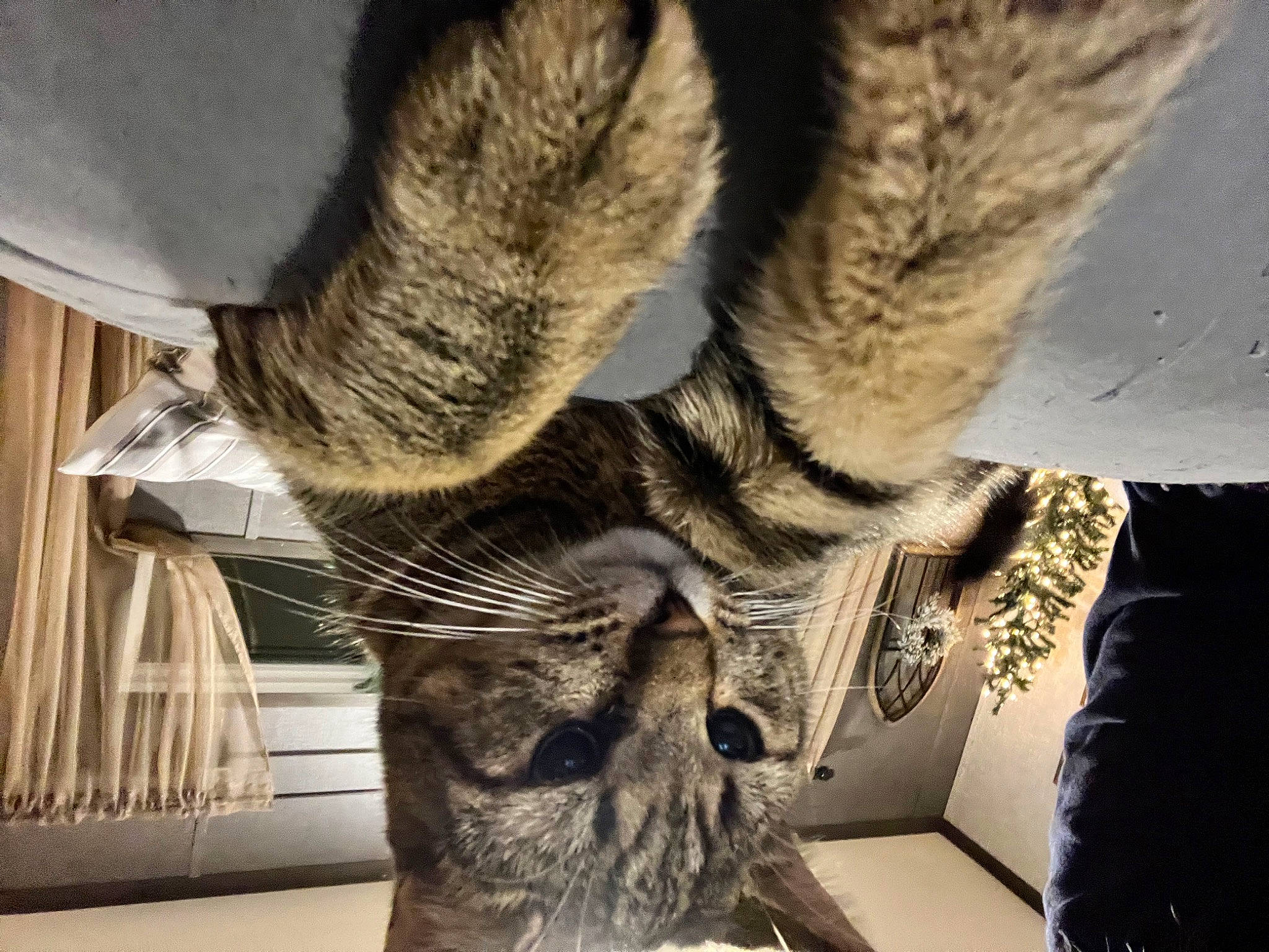 Ralphie is registered to the contest to win money with this photo: carnivore, cat, claw, comfort, domestic_short_haired_cat, felidae, foot, fur, human_leg, leg, mammal, nap, paw, small_to_medium_sized_cats, snout, tail, tree, vertebrate, whiskers, wood