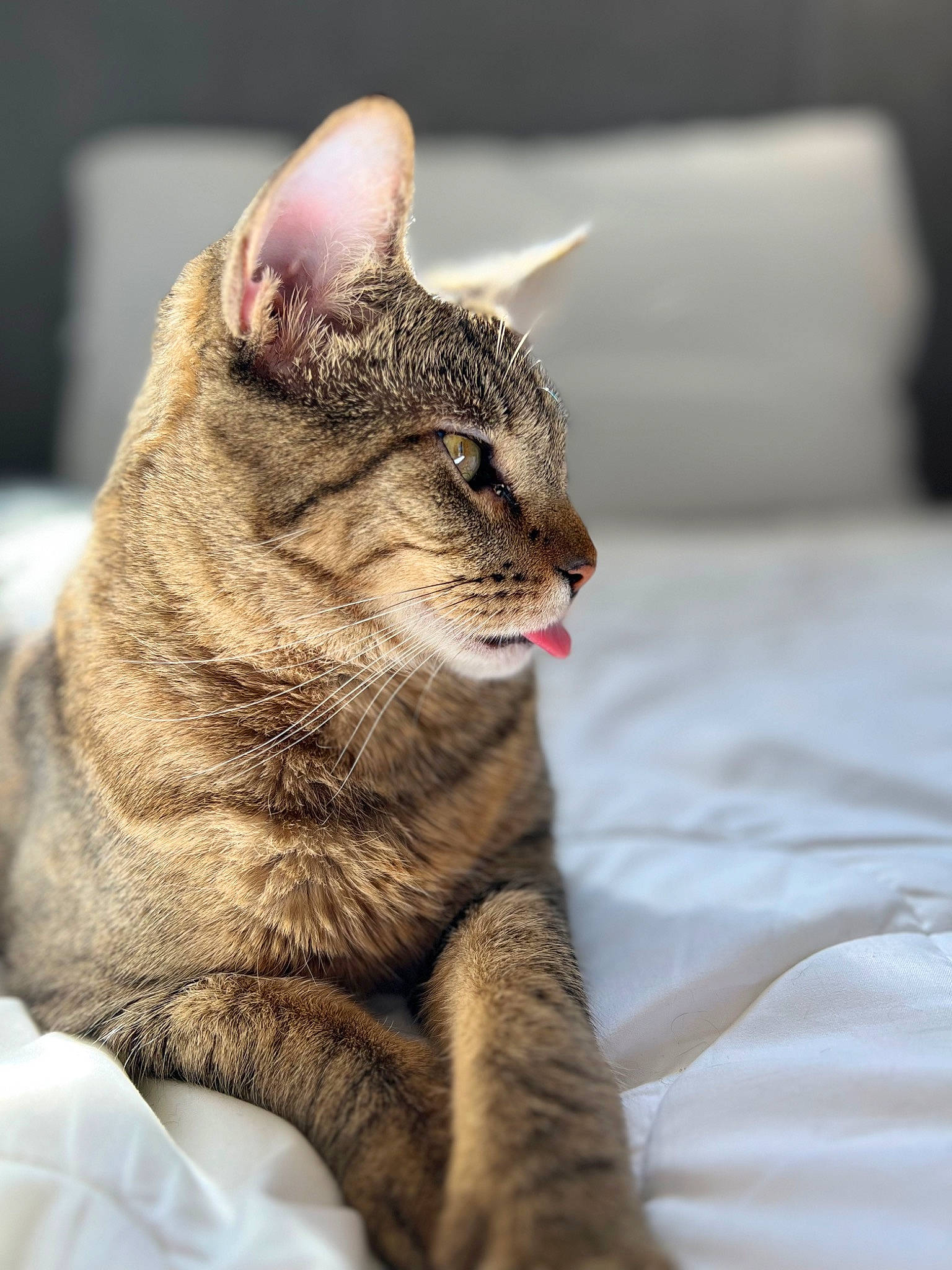 Ralphie joined the competition — help win amazing prizes! carnivore, cat, claw, comfort, domestic_short_haired_cat, fawn, felidae, fur, grass, paw, sitting, small_to_medium_sized_cats, snout, tail, terrestrial_animal, whiskers, wildlife, window, wrinkle