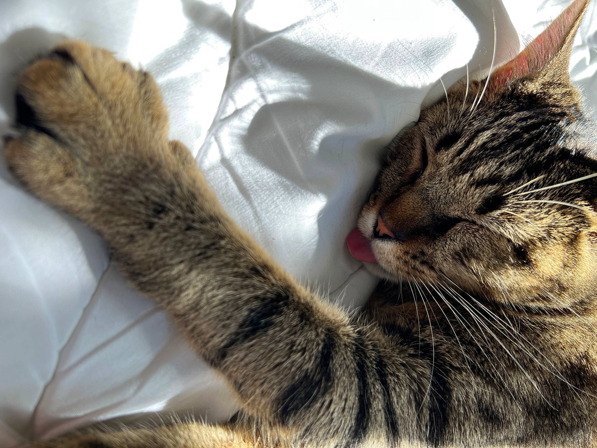 Ralphie is registered to the contest to win money with this photo: carnivore, cat, claw, comfort, domestic_short_haired_cat, eye, felidae, fur, nap, paw, plant, sleep, small_to_medium_sized_cats, snout, tail, terrestrial_animal, tree, vertebrate, whiskers, wildlife