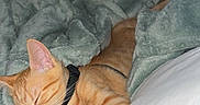 Honey a rejoint le concours — aidez-le/la à gagner de superbes lots ! animal, bed, blanket, cat, collar, comfort, cozy, cute, domestic_cat, feline, fur, indoor, nap, orange_tabby, pet, pillow, relaxed, resting, sleeping, soft