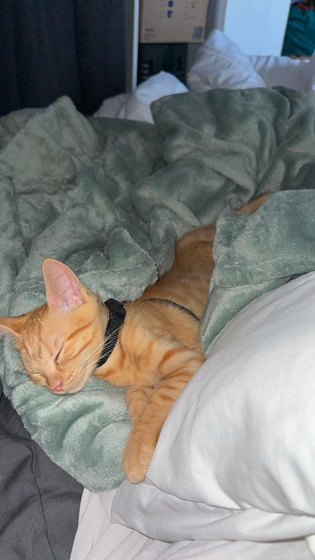 Honey a rejoint le concours — aidez-le/la à gagner de superbes lots ! cat, orange_tabby, sleeping, blanket, bed, cozy, fur, pet, domestic_cat, resting, indoor, cute, collar, nap, feline, soft, comfort, pillow, relaxed, animal