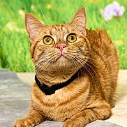 Honey participe au concours pour gagner de l'argent avec cette photo : animal, attention, cat, closeup, collar, curious, domestic_cat, flowers, fur, ginger_cat, green_background, lying_down, mammal, outdoor, pet, portrait, soft_surface, tabby, whiskers, yellow_eyes