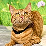 animal, attention, cat, closeup, collar, curious, domestic_cat, flowers, fur, ginger_cat, green_background, lying_down, mammal, outdoor, pet, portrait, soft_surface, tabby, whiskers, yellow_eyes