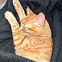 Honey a rejoint le concours — aidez-le/la à gagner de superbes lots ! cat, orange_tabby, sleeping, cozy, blanket, pet, feline, resting, paw, fur, indoor, cute, animal, whiskers, relaxation, soft, comfort, nap, closeup, domestic_cat