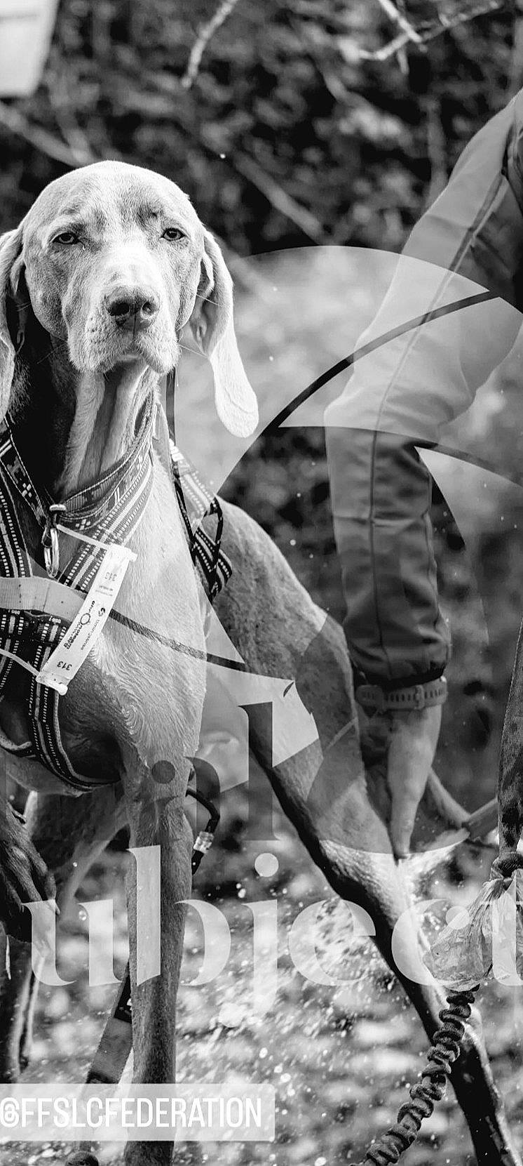 Vendy participe au concours pour gagner de l'argent avec cette photo : black, black_and_white, canidae, carnivore, companion_dog, dog, dog_breed, dog_supply, hound, liver, mammal, monochrome, monochrome_photography, pet_supply, photograph, snout, style, vertebrate, white, working_animal