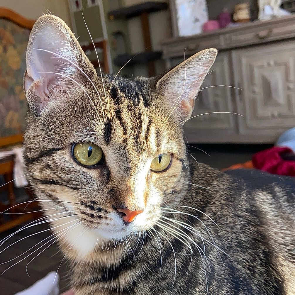 Milo
