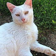 Maya participe au concours pour gagner de l'argent avec cette photo : abyssinian, accessories, angora, animal, cat, field, grass, grassland, gravel, kitten, lawn, manx, nature, pet, plant, road, siamese, soil, strap, white