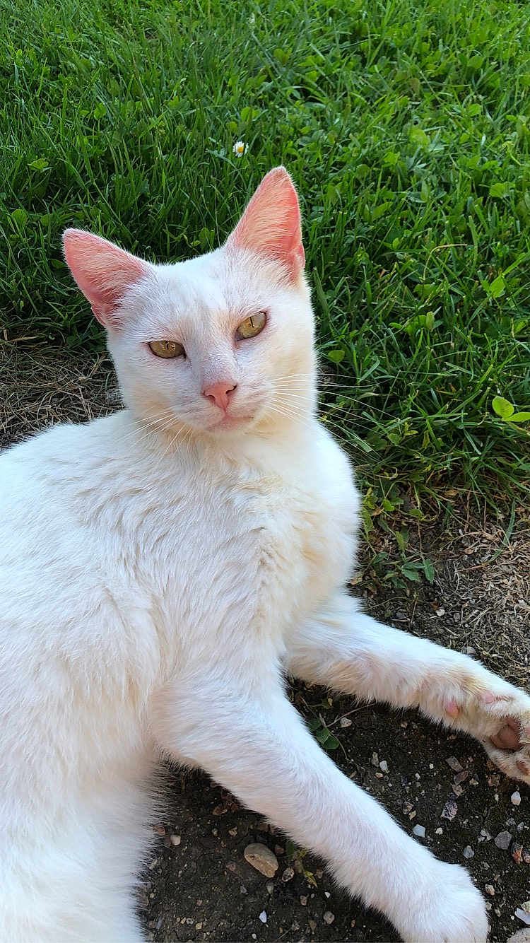 Maya participe au concours pour gagner de l'argent avec cette photo : abyssinian, accessories, angora, animal, cat, field, grass, grassland, gravel, kitten, lawn, manx, nature, pet, plant, road, siamese, soil, strap, white
