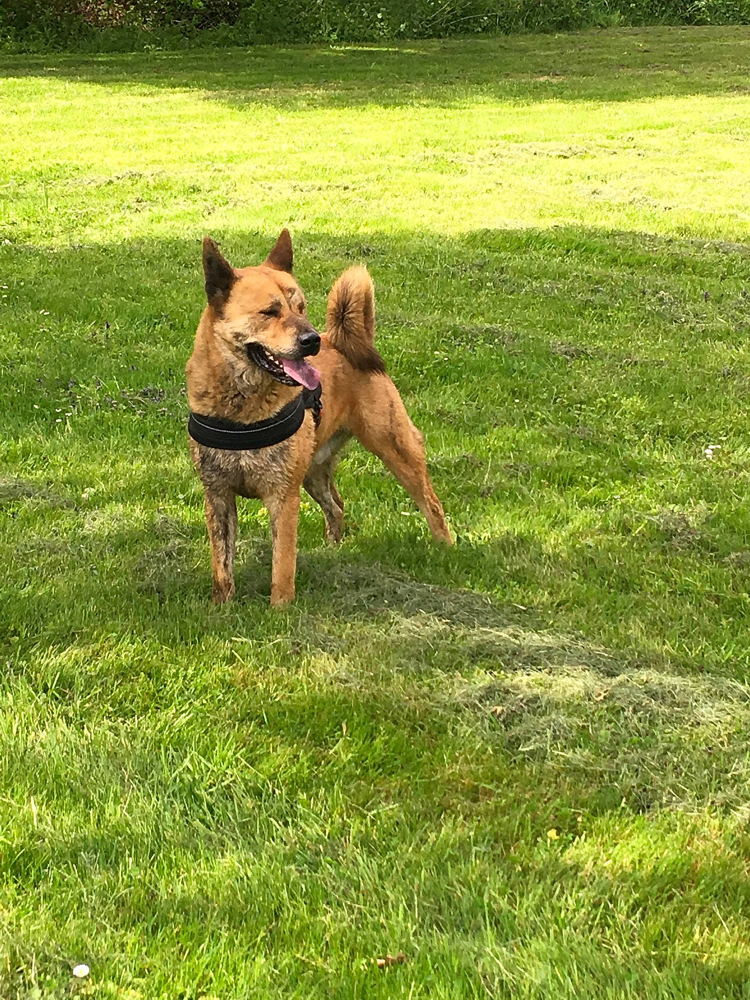 Kovou participe au concours pour gagner de l'argent avec cette photo : canidae, carnivore, carolina_dog, companion_dog, dog, dog_breed, fawn, grass, hunting_dog, lawn, mammal, pariah_dog, sporting_group, vertebrate, working_dog