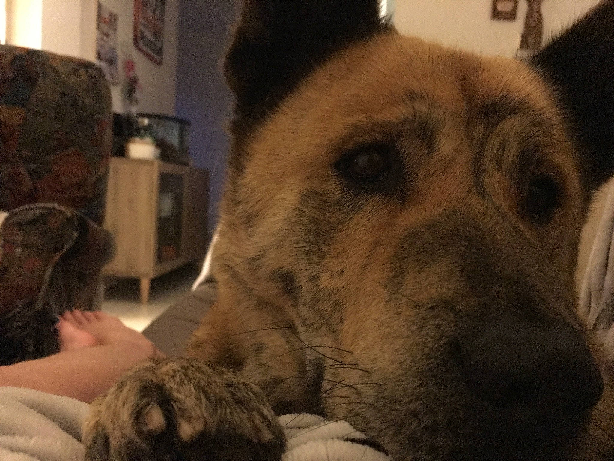 Kovou a rejoint le concours — aidez-le/la à gagner de superbes lots ! canidae, carnivore, dog, dog_breed, ear, fur, mammal, norwegian_elkhound, nose, snout, vertebrate, wolfdog