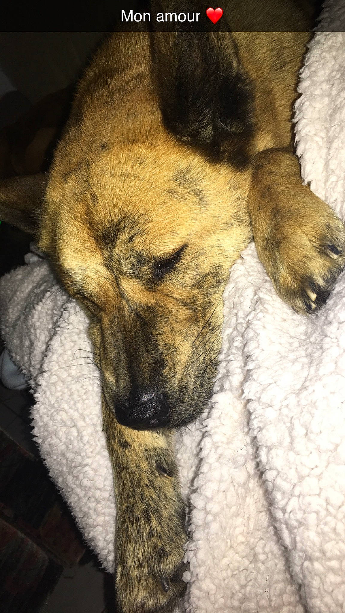 Kovou a rejoint le concours — aidez-le/la à gagner de superbes lots ! canidae, carnivore, czechoslovakian_wolfdog, dog, dog_breed, ear, fur, mammal, norwegian_elkhound, nose, snout, vertebrate, wolfdog