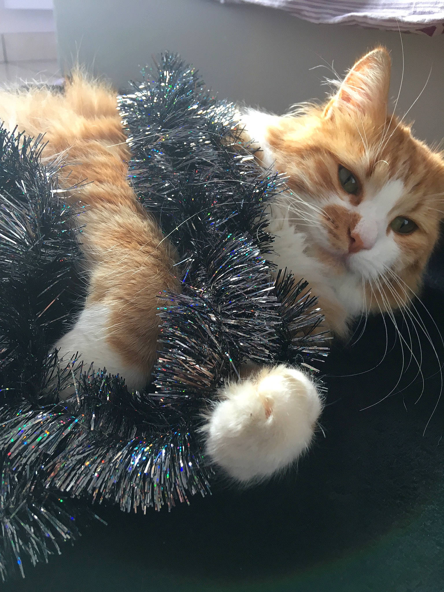 Garfield participe au concours pour gagner de l'argent avec cette photo : carnivore, cat, domestic_long_haired_cat, european_shorthair, fawn, felidae, fur, kitten, norwegian_forest_cat, paw, polydactyl_cat, ragamuffin, small_to_medium_sized_cats, tabby_cat, tail, whiskers